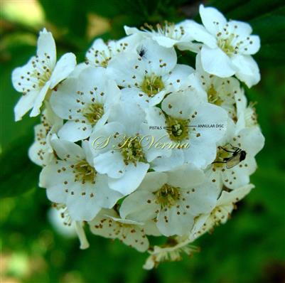  Inflorescence